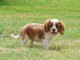 Chiots Cavalier King Charles