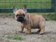 Don de chiots Bouledogue fran&ccedil;ais