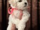 Bichon Fris&eacute; chiots &agrave; vendre