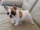 Don de chiots Bouledogue fran&ccedil;ais