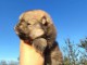 Spitz de Pom&eacute;ranie chiots