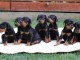 DOBERMAN chiots &agrave; vendre