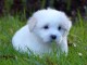 chiot Coton de Tulear &agrave; donner