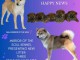Shiba Inu chiots &agrave; vendre