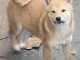 Shiba Inu chiots &agrave; vendre