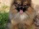 Adopt&eacute; chiot spitz allemand femelle