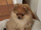 Adopt&eacute; chiot spitz allemand femelle