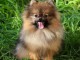 Adopt&eacute; chiot spitz allemand femelle