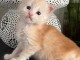 Superbes Chatons Maine coon m&acirc;les red Loof 