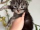 Chatons Maine coon m&acirc;le et femelle