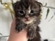 Chatons Maine coon m&acirc;le et femelle black silver 