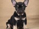 Bulldog fran&ccedil;ais Chiots exotiques