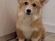 Corgi gallois Pembroke chiots