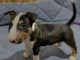 Mini-bull-terrier chiots