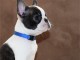 Boston Terrier chiots &agrave; vendre