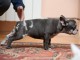 Bulldog fran&ccedil;ais Chiots EXOTIQUES