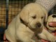 Chiot type golden retriever femelle/m&acirc;le &agrave; donner