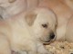 Chiot type golden retriever femelle/m&acirc;le &agrave; donner