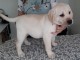 Chiot type golden retriever femelle/m&acirc;le &agrave; donner