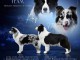 Border collie chiots &agrave; vendre