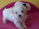 Adorable chiot bichon maltais femelle/m&acirc;le &agrave; donner