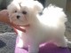 Adorable chiot bichon maltais femelle/m&acirc;le &agrave; donner