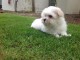 Adorable chiot bichon maltais femelle/m&acirc;le &agrave; donner