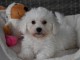 Adorable chiot bichon maltais femelle/m&acirc;le &agrave; donner
