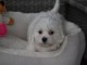 Adorable chiot bichon maltais femelle/m&acirc;le &agrave; donner