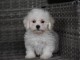 Adorable chiot bichon maltais femelle/m&acirc;le &agrave; donner