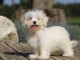Chiot bichon maltais femelle/m&acirc;le &agrave; donner
