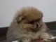 Spitz de Pom&eacute;ranie chiots &agrave; vendre