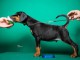 DOBERMAN chiots &agrave; vendre