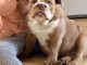 magnifiques petits bulldog am&eacute;ricain  disponible de suite 