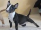 Mini Bull Terrier chiots &agrave; vendre