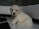 Chiot golden Retriever &agrave; donner