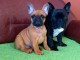 Bulldog fran&ccedil;ais chiots &agrave; vendre