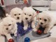 Bichon Fris&eacute; chiots &agrave; vendre