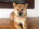 Shiba Inu chiots &agrave; vendre