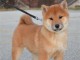 Shiba Inu chiots &agrave; vendre