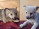 Chien-loup tch&eacute;coslovaque chiots