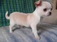 Chiot chihuahua Fauve et blanc et cr&egrave;me blanche 