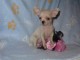 Chiot chihuahua Fauve et blanc et cr&egrave;me blanche