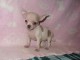 Chiot chihuahua Fauve et blanc et cr&egrave;me blanche