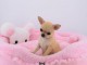 Chiot chihuahua Fauve et blanc et cr&egrave;me blanche