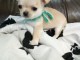 Chiot chihuahua Fauve et blanc et cr&egrave;me blanche