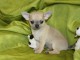 Chiot chihuahua Fauve et blanc et cr&egrave;me blanche