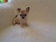Chiot chihuahua femelle/m&acirc;le age de 4 mois