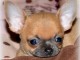 Chiot chihuahua femelle/m&acirc;le age de 4 mois