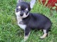 Chiot chihuahua femelle/m&acirc;le age de 4 mois